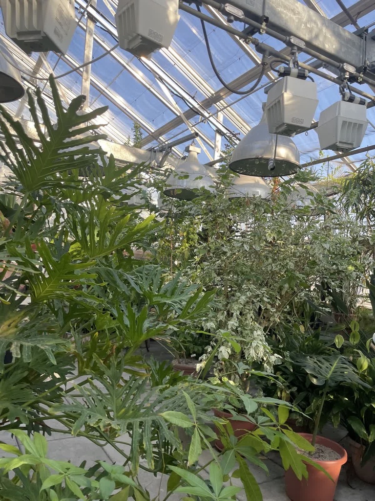 greenhouse 1