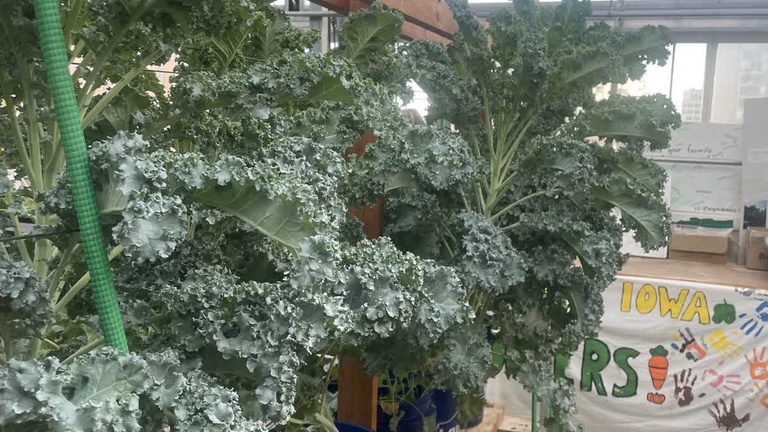 greenhouse 5