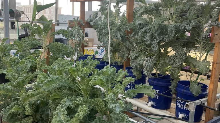 greenhouse 4