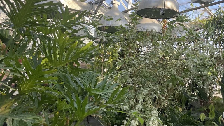 greenhouse 1